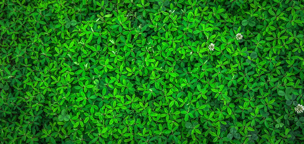 découvrez notre sélection de marques éco-responsables engagées pour un avenir durable, alliant qualité et respect de l'environnement.
